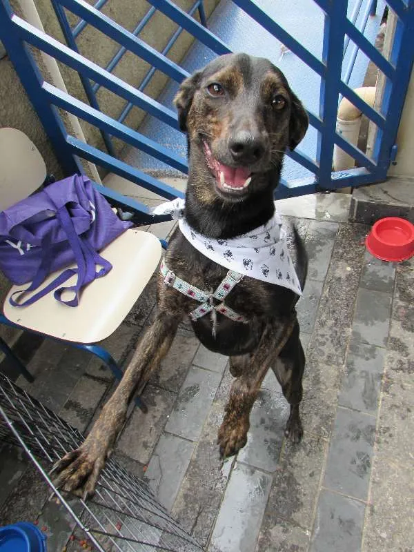 Cachorro raça SRD idade 1 ano nome Neguinho