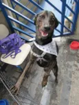 Neguinho