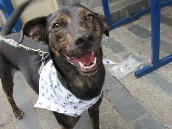Cachorro raça SRD idade 1 ano nome Neguinho
