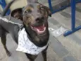 Neguinho