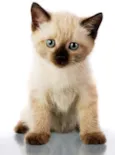 Whisky
