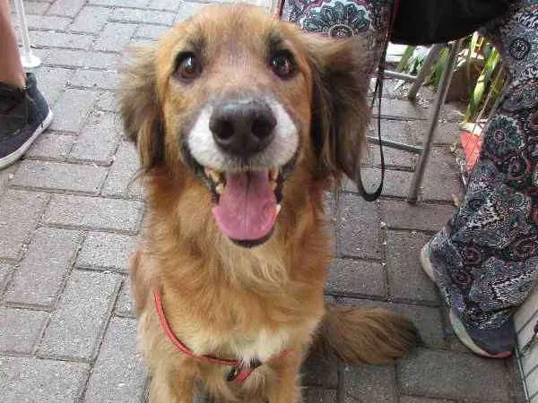 Cachorro ra a SRD idade 4 anos nome Jully