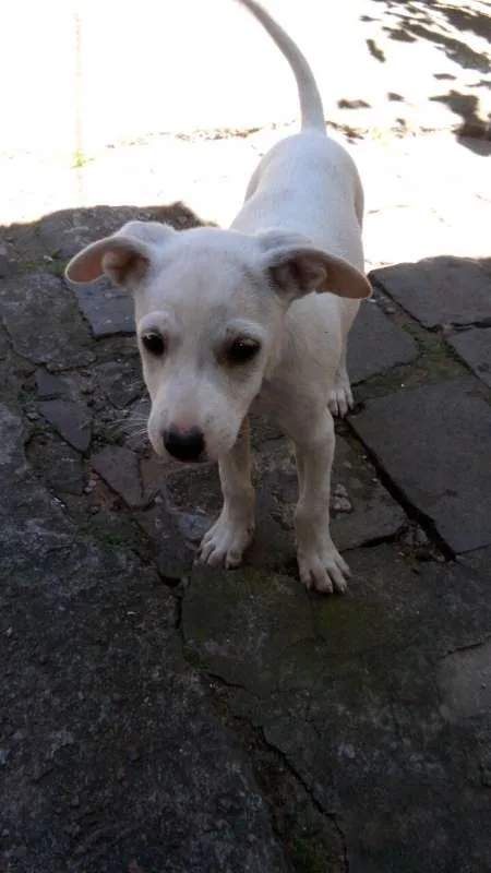 Cachorro ra a  idade Abaixo de 2 meses nome Doa-se Filhotes