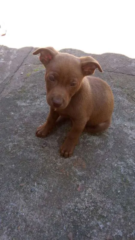 Cachorro ra a  idade Abaixo de 2 meses nome Doa-se Filhotes