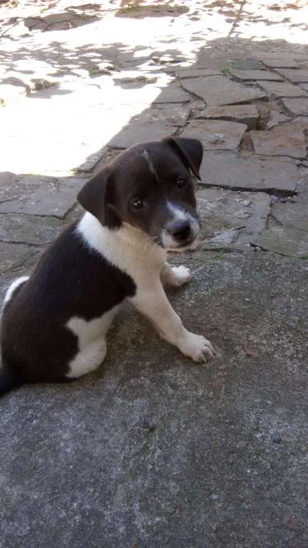 Cachorro ra a  idade Abaixo de 2 meses nome Doa-se Filhotes