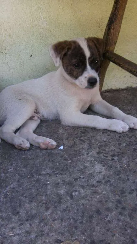 Cachorro ra a  idade Abaixo de 2 meses nome Doa-se Filhotes