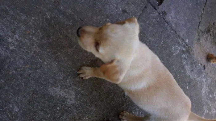 Cachorro ra a  idade Abaixo de 2 meses nome Doa-se Filhotes