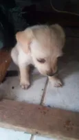 5 filhotinhos