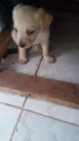 5 filhotinhos