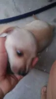 5 filhotinhos