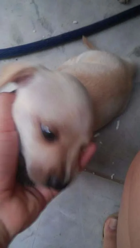 Cachorro ra a  idade Abaixo de 2 meses nome 5 filhotinhos