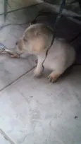 5 filhotinhos