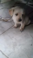 5 filhotinhos