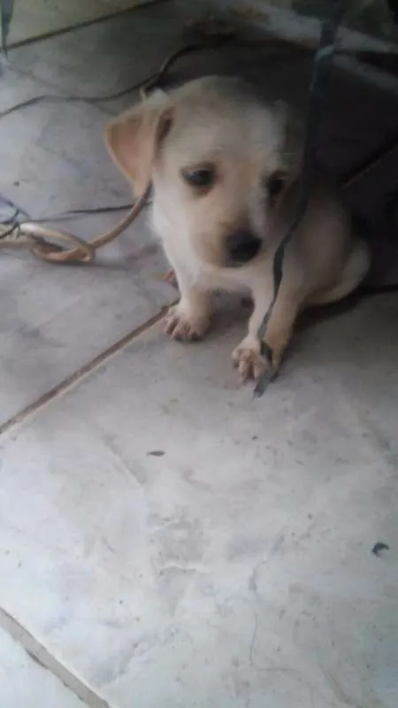 Cachorro ra a  idade Abaixo de 2 meses nome 5 filhotinhos