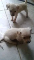 5 filhotinhos