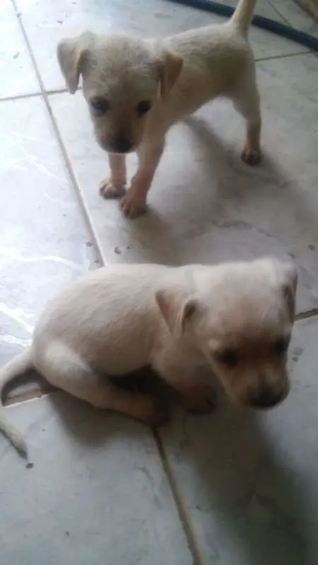 Cachorro ra a  idade Abaixo de 2 meses nome 5 filhotinhos