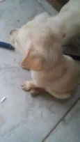 5 filhotinhos