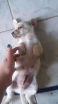 5 filhotinhos