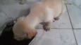 5 filhotinhos