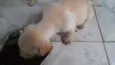 5 filhotinhos