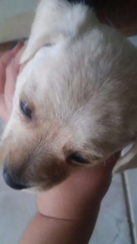 Cachorro ra a  idade Abaixo de 2 meses nome 5 filhotinhos