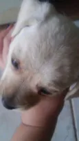5 filhotinhos
