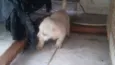 5 filhotinhos