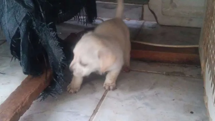 Cachorro ra a  idade Abaixo de 2 meses nome 5 filhotinhos