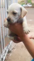5 filhotinhos