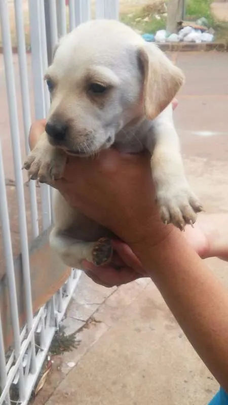 Cachorro ra a  idade Abaixo de 2 meses nome 5 filhotinhos
