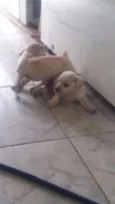 5 filhotinhos