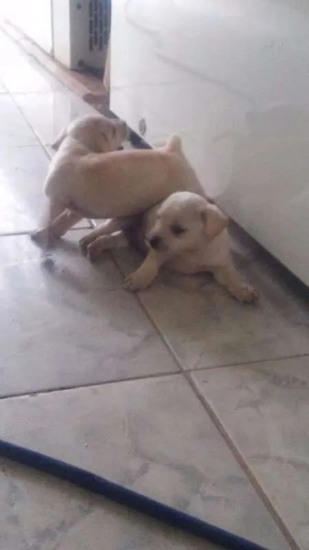 Cachorro ra a  idade Abaixo de 2 meses nome 5 filhotinhos