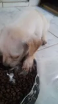 5 filhotinhos