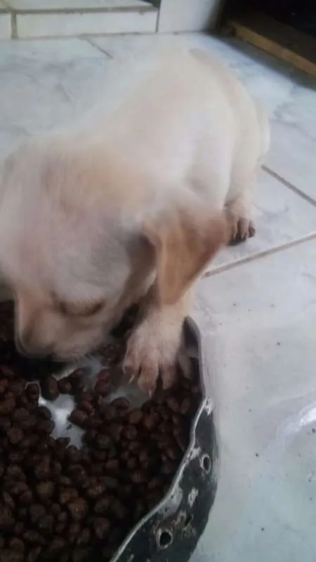 Cachorro ra a  idade Abaixo de 2 meses nome 5 filhotinhos