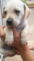 5 filhotinhos