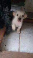 5 filhotinhos