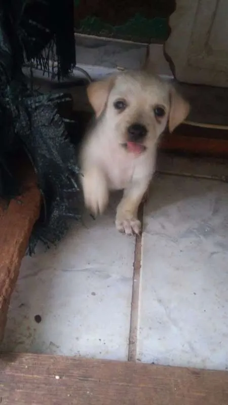 Cachorro ra a  idade Abaixo de 2 meses nome 5 filhotinhos
