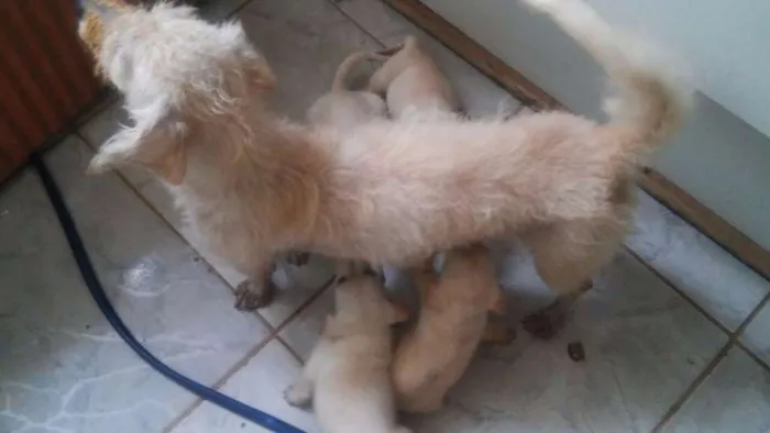 Cachorro ra a  idade Abaixo de 2 meses nome 5 filhotinhos