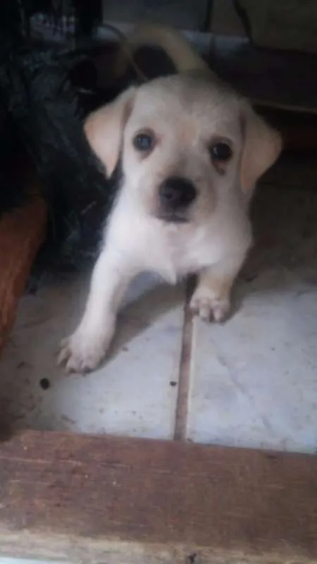 Cachorro ra a  idade Abaixo de 2 meses nome 5 filhotinhos