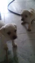 5 filhotinhos
