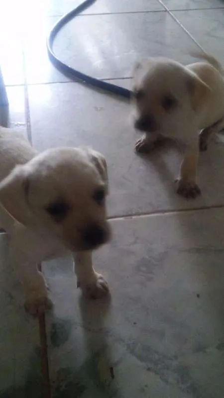 Cachorro ra a  idade Abaixo de 2 meses nome 5 filhotinhos