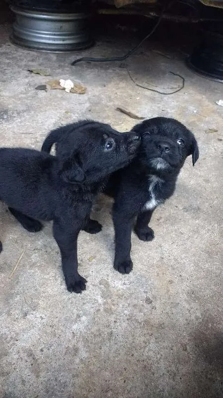 Cachorro ra a vira-latas idade Abaixo de 2 meses nome pretinhas
