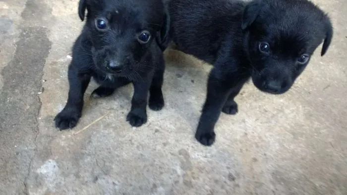 Cachorro ra a vira-latas idade Abaixo de 2 meses nome pretinhas