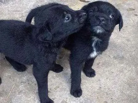 Cachorro ra a vira-latas idade Abaixo de 2 meses nome pretinhas