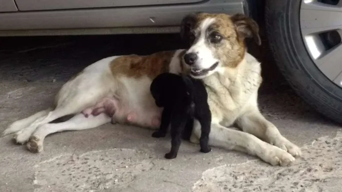 Cachorro ra a vira-latas idade Abaixo de 2 meses nome pretinhas