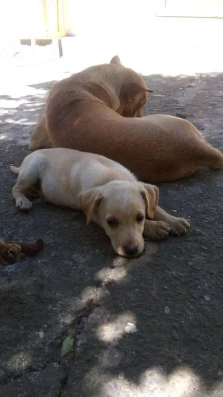Cachorro ra a  idade Abaixo de 2 meses nome Doa-se Filhotes