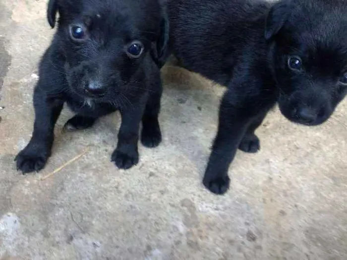 Cachorro ra a vira-latas idade Abaixo de 2 meses nome pretinhas