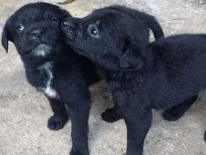 Cachorro ra a vira-latas idade Abaixo de 2 meses nome pretinhas