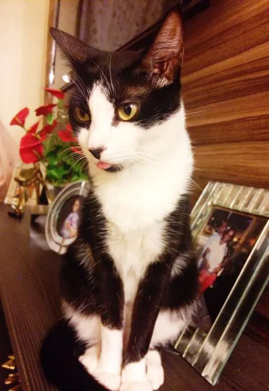 Gato raça vira lata idade 4 anos nome Valentina e Paola