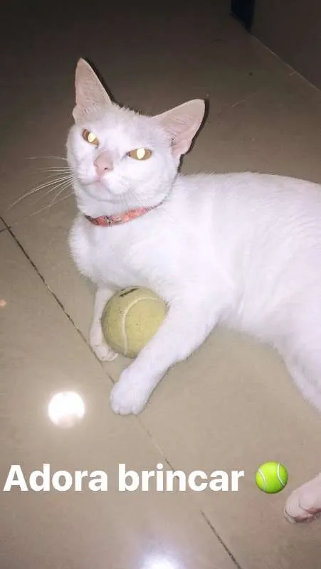 Gato raça vira lata idade 4 anos nome Valentina e Paola